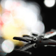 Illustration for article titled Shooting Challenge: Bokeh, Gallery 3